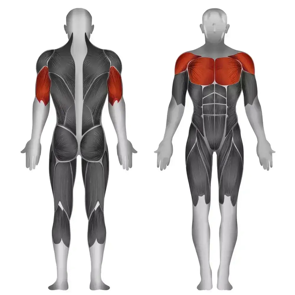 Muskelaufbau Schultern & Oberarme – Ideal für Krafttraining und Fitnessübungen