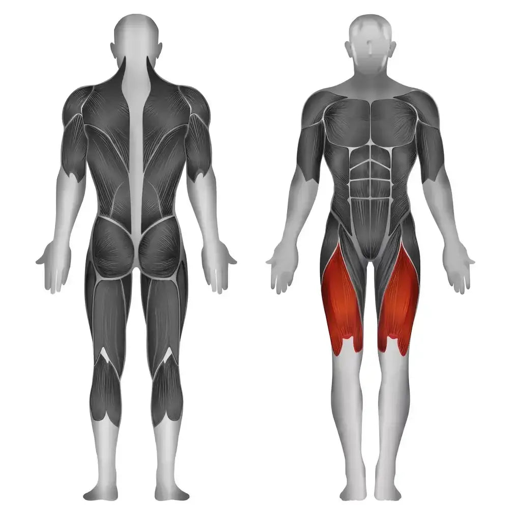 Muskulatur-Anatomie mit fokussierten Oberschenkelmuskeln für Krafttraining & Fitness