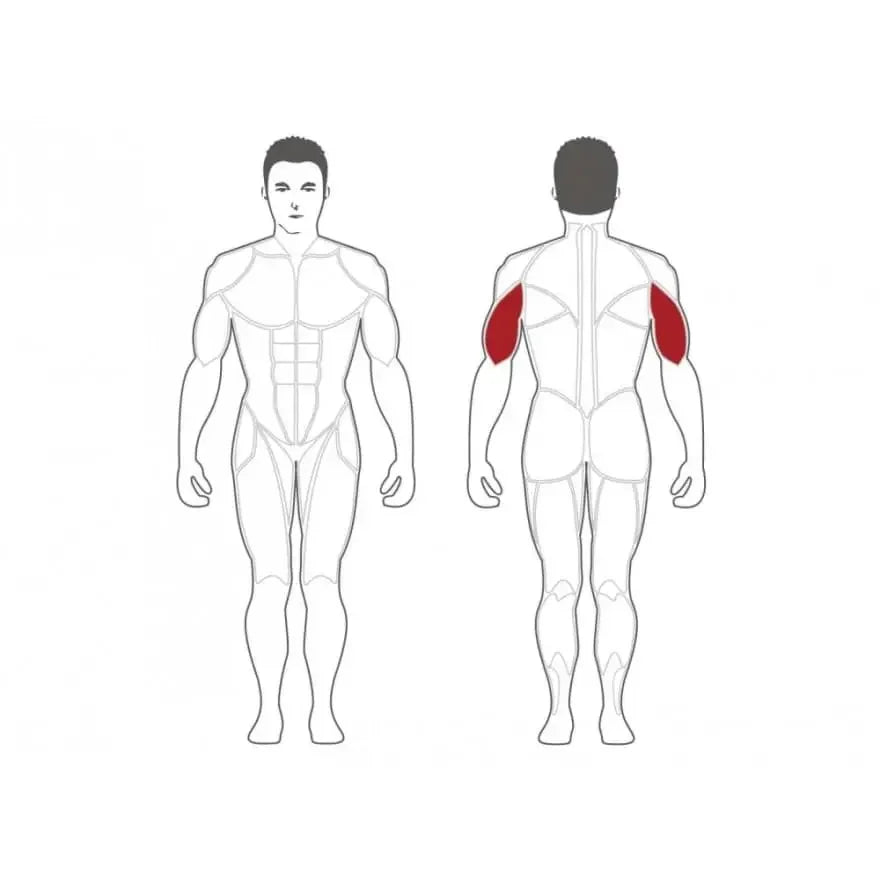 Muskelaufbau Schultern: Vorder- und Rückansicht mit trainierten Deltamuskeln für Krafttraining & Fitness