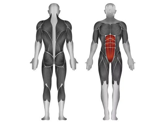 Muskulatur-Anatomie mit fokussierten Bauchmuskeln für Krafttraining und Fitness-Übungen
