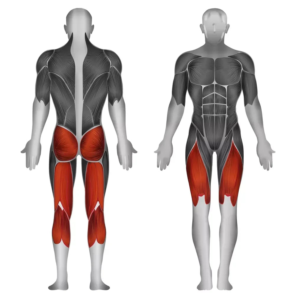 Muskulatur des Beins und Gesäßes – ideal für Krafttraining und Fitnessübungen