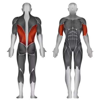 Muskulatur-Anatomie: Rücken- und Schultermuskeln für Krafttraining & Fitness