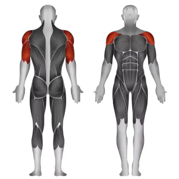 Muskulatur-Anatomie: Schulter- und Oberarmmuskeln für Krafttraining & Fitness