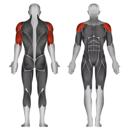 Muskulatur-Anatomie: Schulter- und Oberarmmuskeln für Krafttraining & Fitness