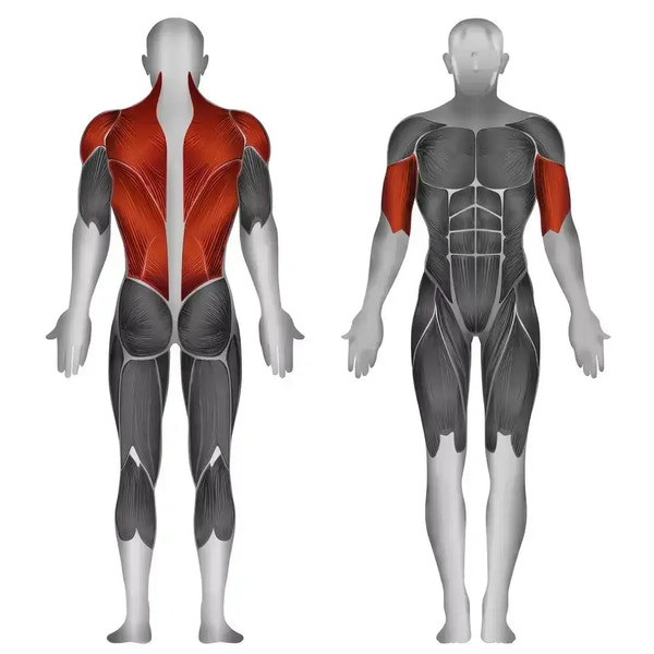 Muskulatur-Anatomie: Rücken- und Schultermuskeln für Krafttraining & Fitness
