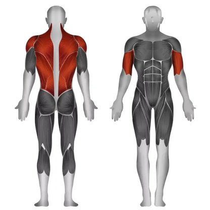 Muskulatur-Anatomie: Rücken- und Schultermuskeln für Krafttraining & Fitness