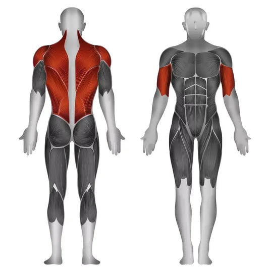 Muskulatur-Anatomie: Rücken- und Schultermuskeln für Krafttraining & Fitness